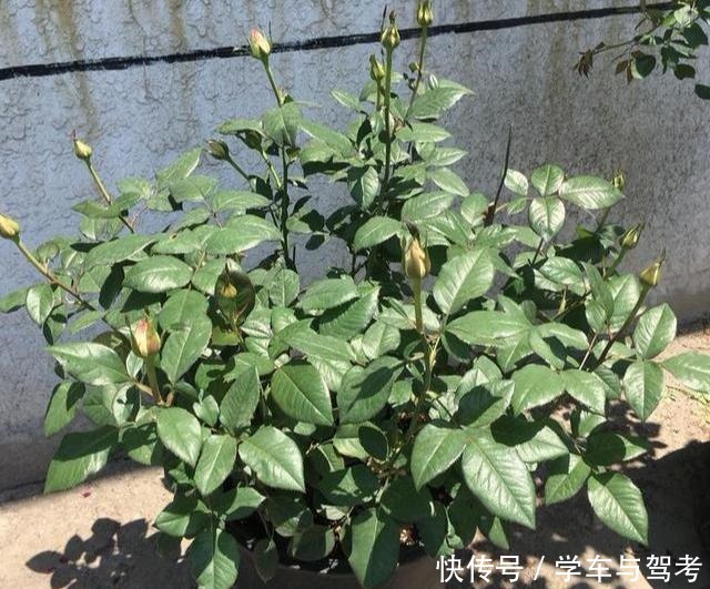 月季“矮化”处理,长不高,满花苞,开花劲爆,人人惊艳!