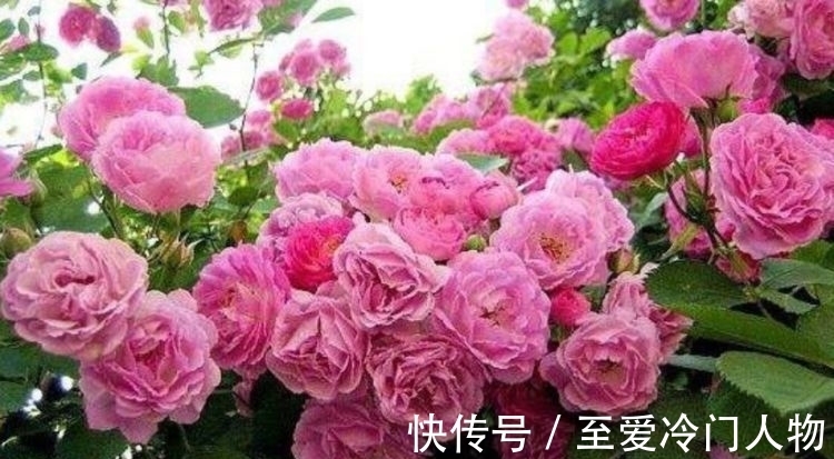 这几款小花,便宜又好养,比牡丹好看,比吊兰好养,你养了吗