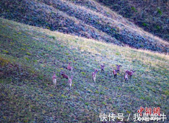 野生动物|甘肃省会兰州的城郊山间岩羊出没