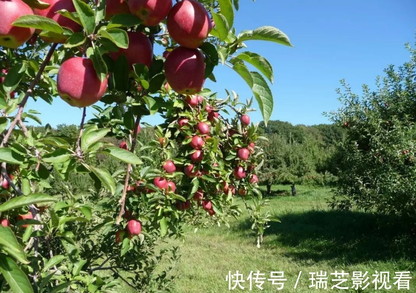 阳台养花过时了，盆栽这2款果树，赏花有果子吃，真令人羡慕