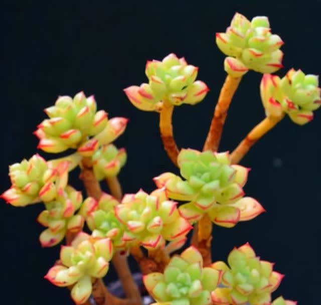 春季养多肉,撸叶片有3个“好处”,建议新手别闲着