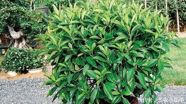 吸附灰尘的6种植物