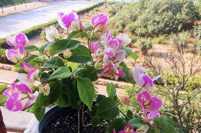 三角梅在花期“开花少”，将“4点”把握好，开花99朵，变花树！