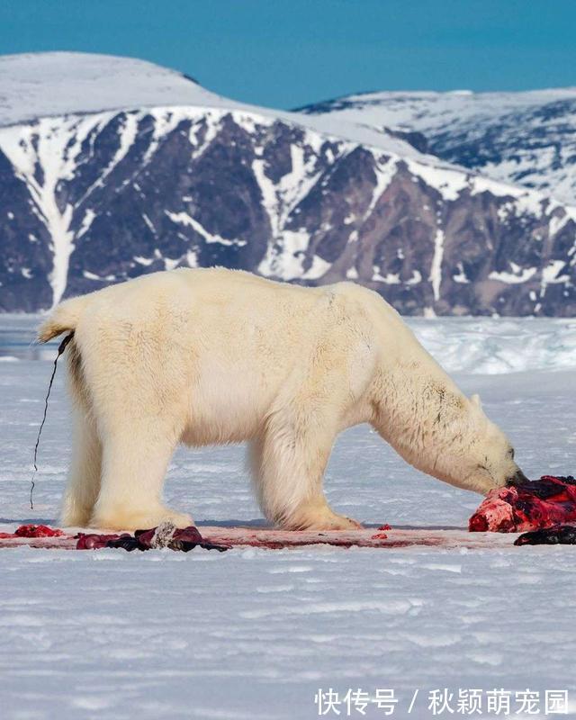 消化率|肉吃多了会便秘?北极熊拉屎为啥痛苦地大吼大叫?
