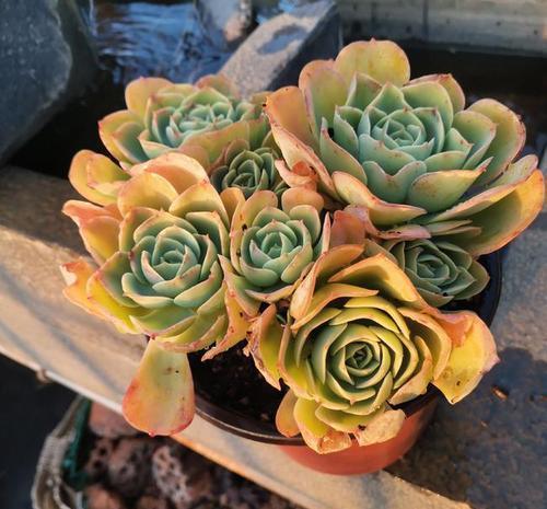 长势|夏天老花匠都爱养的碧桃多肉,颜值高叶肥厚,皮实好养适合新手