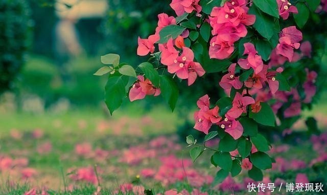 水调数|北宋词人醉后睡醒，写下一首伤春词，其中七字惊艳世人