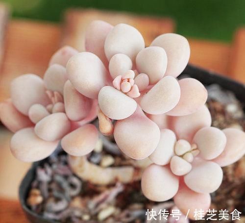 光照|养多肉艾伦,掌握2个笨办法,长得粉粉嫩嫩,人人见了都夸美