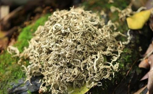 疾病|养生除了枸杞、黄芪,不要忘了此物,清热解毒,溶血栓,降三高