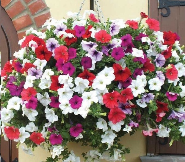 风信子|这18种超级好养的植物,养花新手也能养的很好!