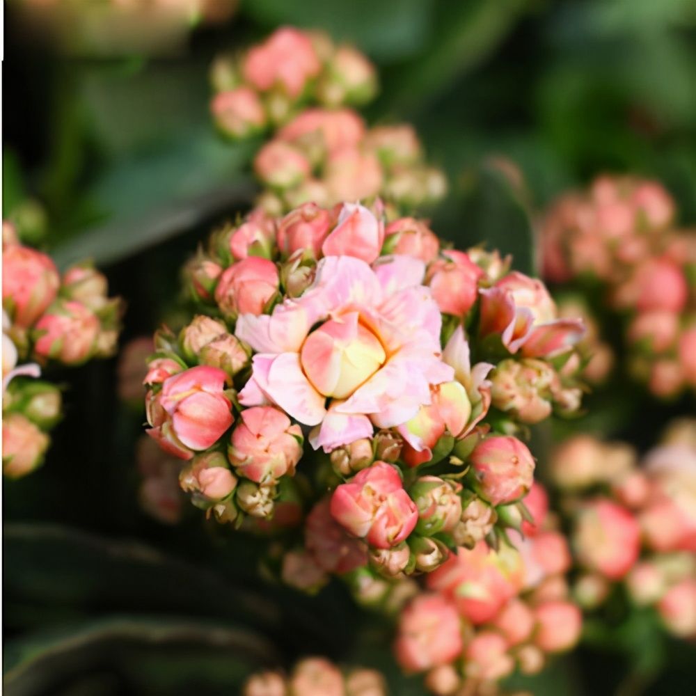 肯尼亚山|想养长寿花？快来挑品种，挑得好胜过养得好