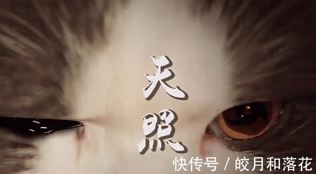 须佐能乎|“火影猫”神还原“鼬佐兄弟大战”,这难道不比《博人传》热血