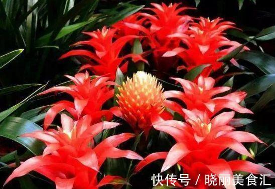 农历9月28日霜降后,养什么花?以下3种花,红红火火吉祥喜庆