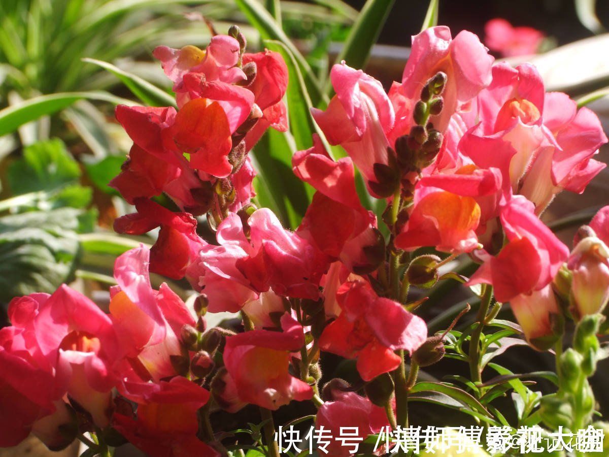 光照|9种花,光照时间越短越容易爆盆,晒太久反而不开花