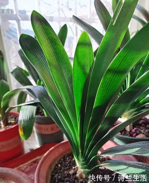 高手都用啤酒养君子兰,具体有啥好处?可能很多人都不知道!