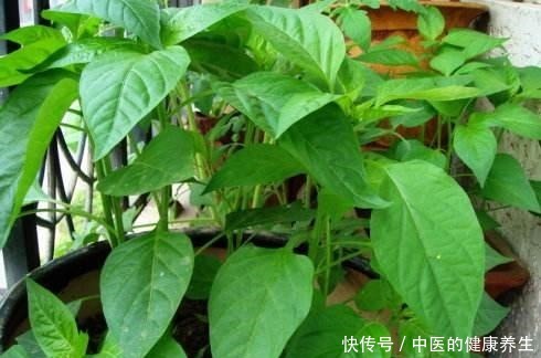 阳台养一盆辣椒,好养又漂亮,一个小技巧,一棵能结10斤!