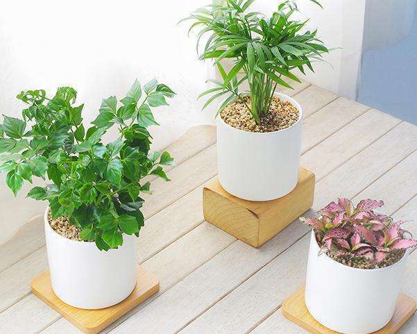 家里养花,就选这些,品味高大上,好养又耐看