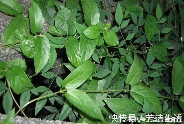 青木香|此植物,闻着有一股鸡屎味,吃起来却又清香回甘,咳嗽一吃就见效