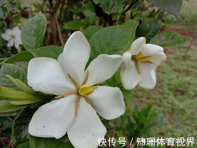 泡脚|农村枙子花你知道有啥妙用吗,煮水泡脚厉害啦,看完告诉朋友