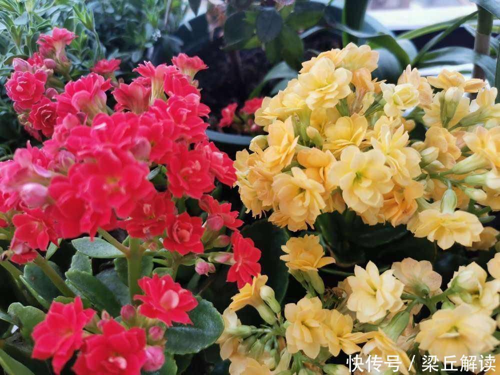 好东西|塑料袋可是养花好东西，套住长寿花，咕噜咕噜冒花苞