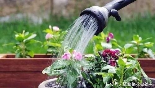 浇水前多做一件事,养花不烂根,花开满枝头,新手也会养