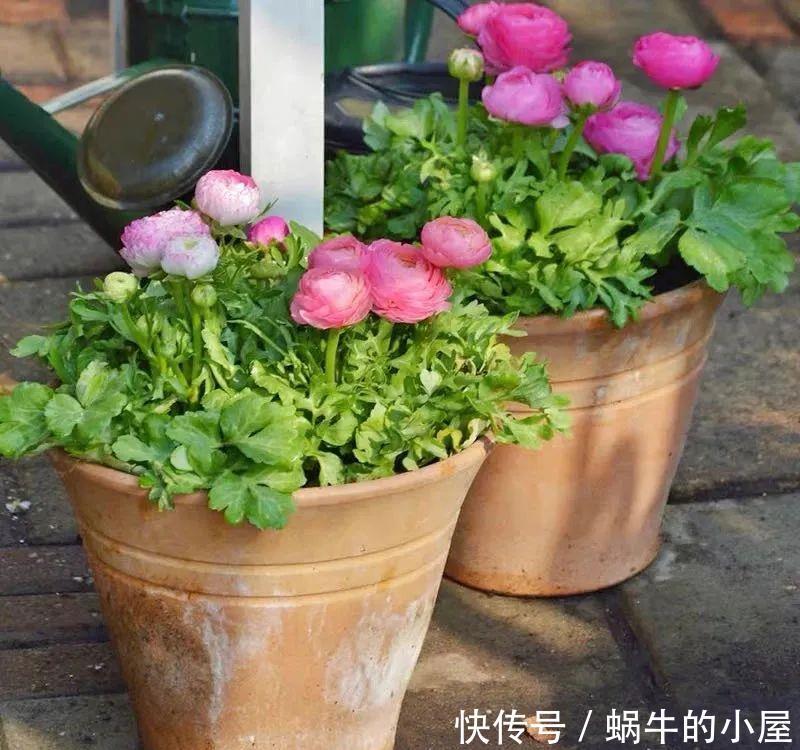 名字土掉渣、开花却很漂亮的8种花，你家养过几种？