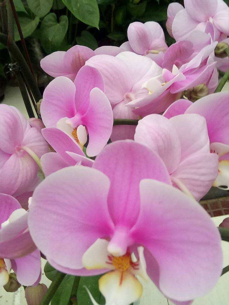 养1盆就上瘾的花,掐根枝条就能活,一盆能生十几盆