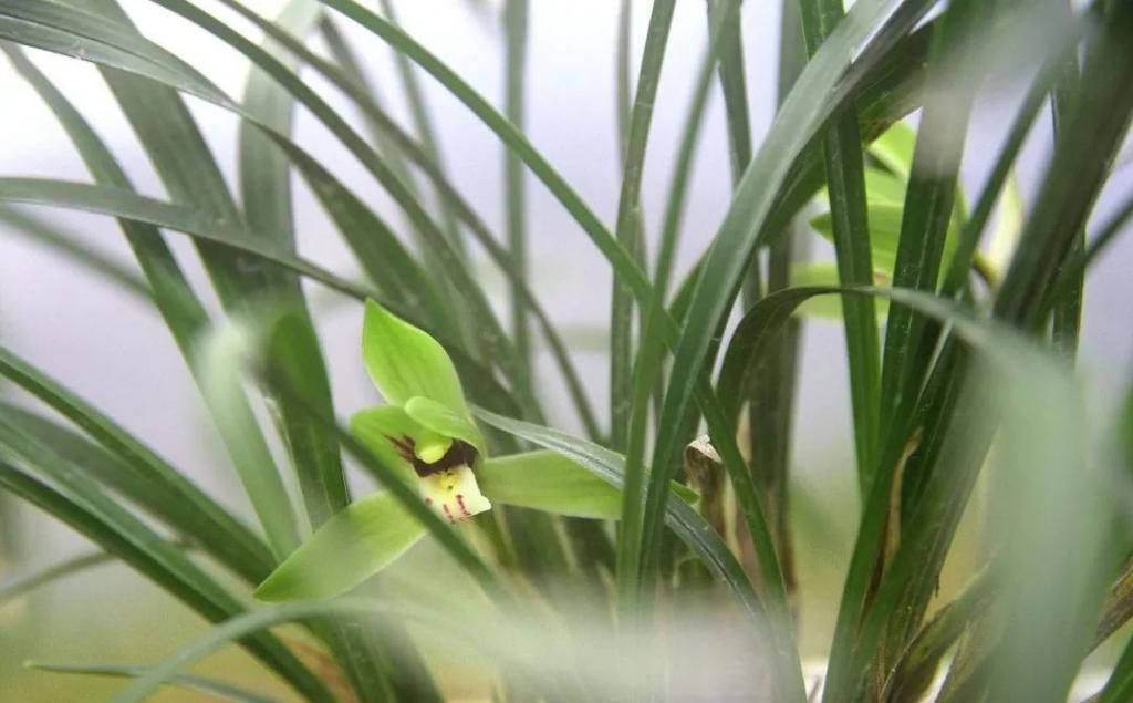 兰友|兰花怎么养到爆盆?三点诀窍,知道就很容易了