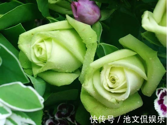喜欢菊花，不如养盆绿玫瑰，花开碧绿如玉，寓意爱情，妩媚妖娆！