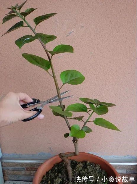 金枝玉叶不能长太高,越矮越值钱,一长高就砍!