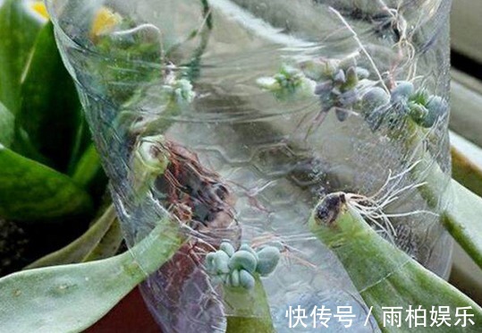 家庭养花,塑料瓶是“宝贝”,学会5个使用“小妙招”,一生受用