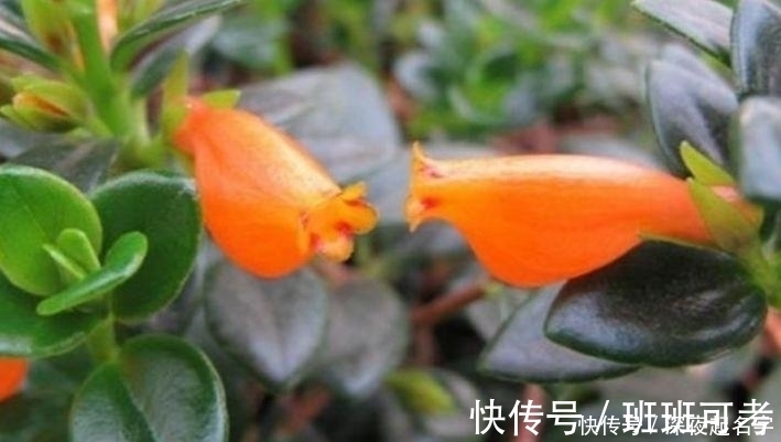 金鱼吊兰|这几款植物养在家里，一年四季开花不断，花大色艳很漂亮