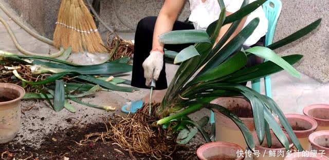 君子兰春天“要喂饱”，吃饱喝足练练苗，一年长出6片“肥叶子”