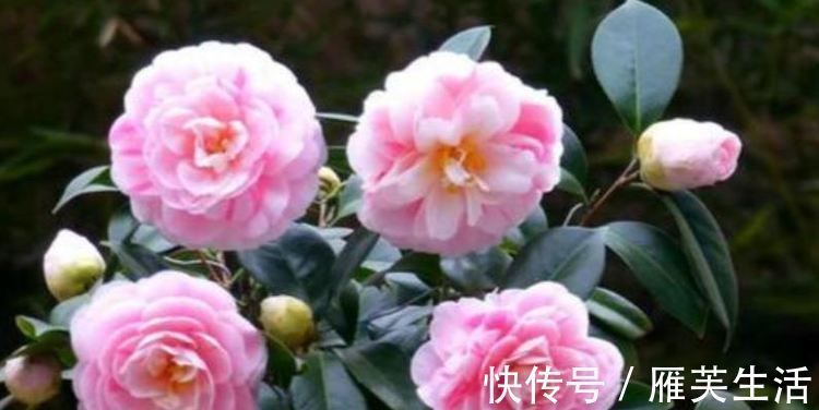 阳台养上4种花，阳台美成花园，漂亮花朵，开的最灿烂