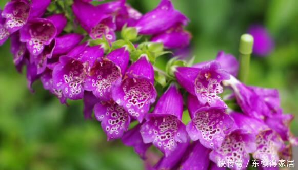 茶花|6月12日开始,养花试试这几款,花大色艳香浓,花期全年,美爆了