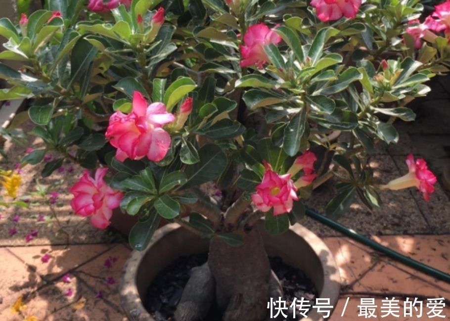 刘叔天冷沉迷养沙漠玫瑰,经常一两个月不浇水,却一点事都没有