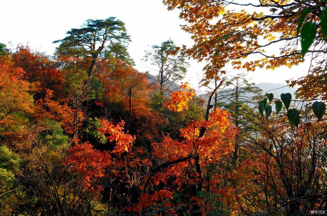 牛年逢春：云山林海領秀了大美峨眉山