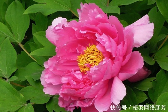 名字叫做|这种花按照花瓣分,有这几种类型