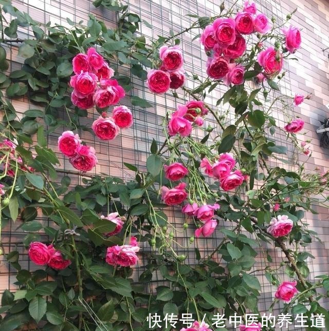 再冷也不怕的三种花卉,开出大朵大朵的花儿,香气阵阵!