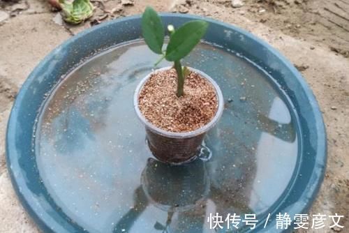 育苗|学会这些小技巧，养花扦插将成“小事一桩”