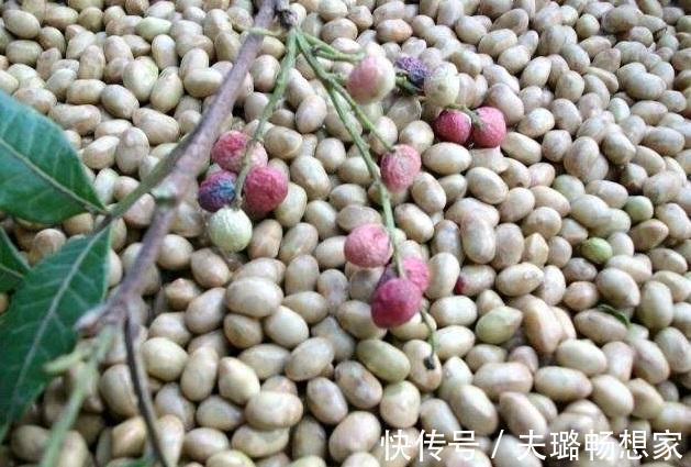 这野草带刺,牲畜见到绕着走,叶片晒晒能做肥皂