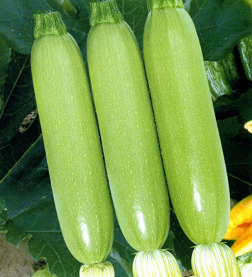 减肥|减肥时,常用5种“便宜”蔬菜,通便减脂,轻松甩开大肚腩