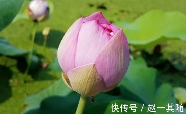 好运|9月6号开始，桃花朵朵来，运势上涨，好运不断，人生圆满，好羡慕