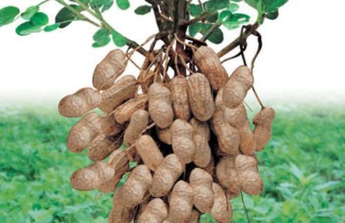 血脂高低决定寿命长短，常吃这几种天然食物，血脂平稳更长寿