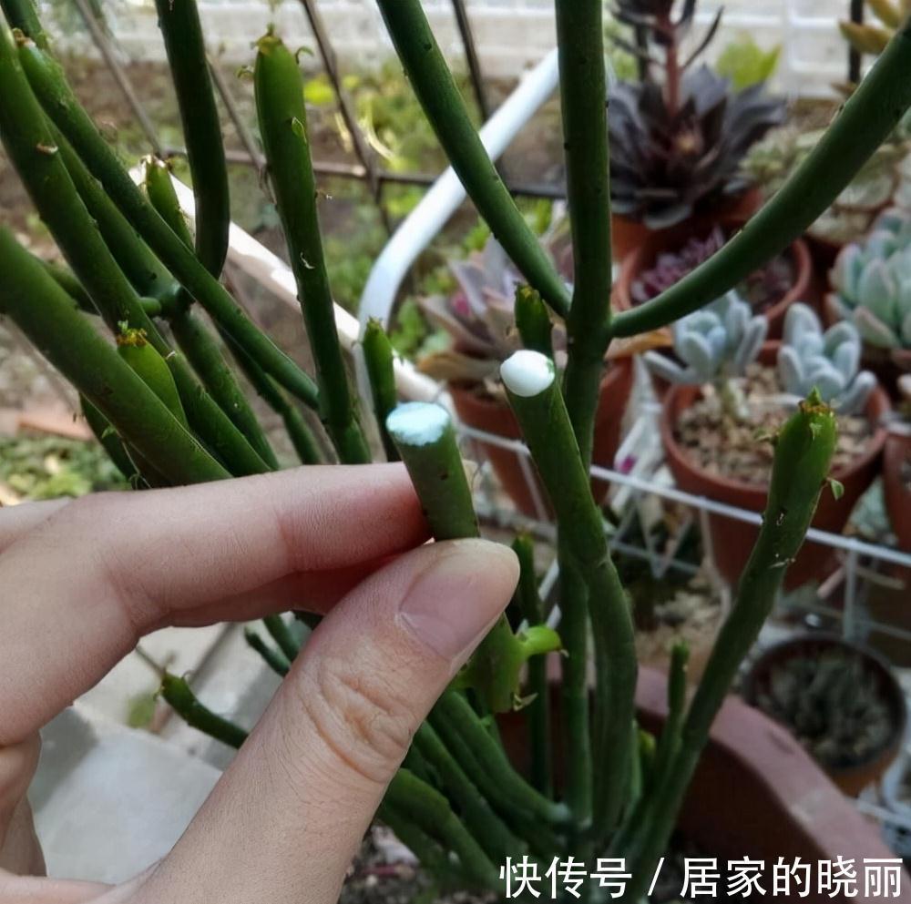 越漂亮的花越“有毒”！快来认识这12种大毒花，涨“知识”不吃亏