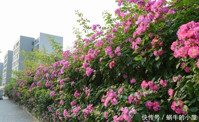 等我们老了,买一处院子,种上4种花,在花海里看花开