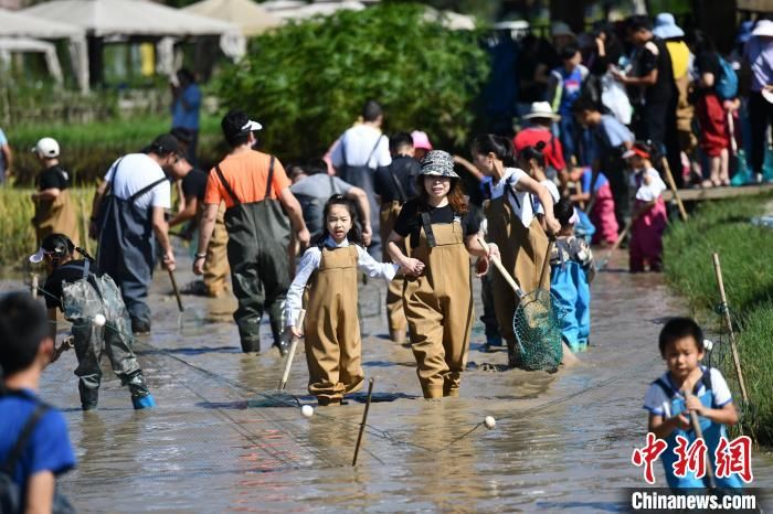 野趣|成都：游客稻田抓鱼享受中秋野趣生活