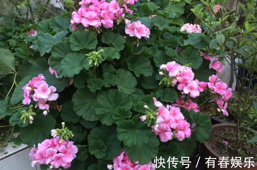 玛格丽特|现在养花要重剪,剃光头,撸光叶,越狠越爆盆