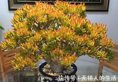 养花|居家养花不需要太多，养这3款多肉，不仅颜值高，而且可镇宅招财