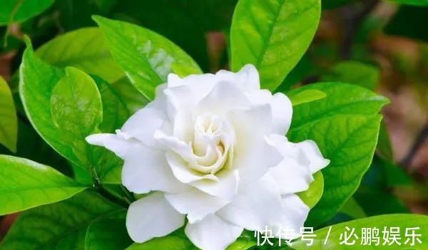 栀子花盆栽定期修剪,保证每年都开开出清香的花朵