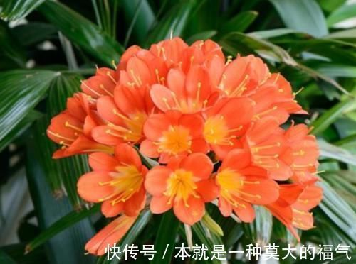 宫灯|4种花适合新手养，不用费心，家里养两盆，旺财又旺宅